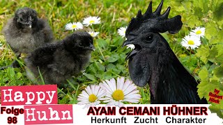 E98 Ayam Cemani Hühner im Rasseportrait bei HAPPY HUHN  Das indonesische Schwarzhuhn vorgestellt [upl. by Cordeelia]