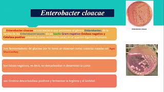 Enterobacter cloacae [upl. by Chuah969]