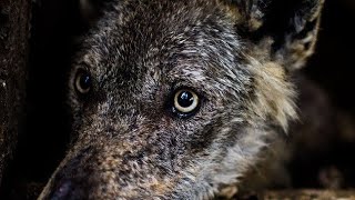 Wild Italy  Il Sentiero dei Lupi Documentario [upl. by Amalie]