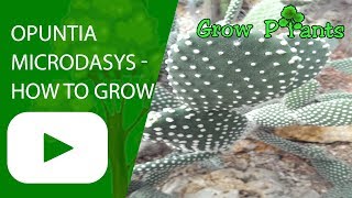 Opuntia microdasys  How to grow Bunny ears Cactus [upl. by Edveh897]