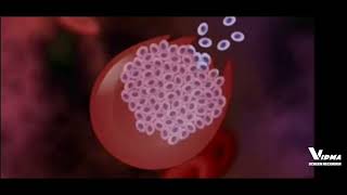 Multiple Fission in Plasmodium Malaria [upl. by Zetrom]