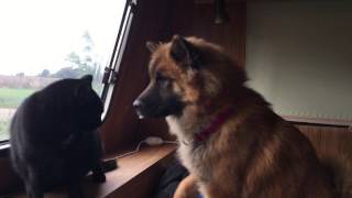 Eurasier dog trying to be friends with the cats [upl. by Lisab]