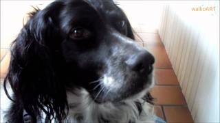 Ein Englischer Setter JagdHund quotTonquot im Haus Bretagne English Setter dog in the house Part 3 [upl. by Peppy]