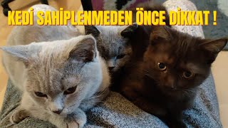 British shorthair Catkedi sahiplenirken gerekli olan ekipmanlar dikkat edilmesi gereken konular [upl. by Yruam]