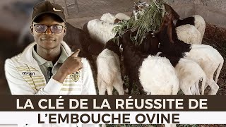 LA CLÉ DE LA RÉUSSITE DE LEMBOUCHE OVINE [upl. by Polito49]