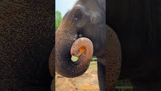 Asian elephants eat pumpkins in a very elegant manner despite their large size Dragon Dream [upl. by Aniahs777]