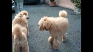 Standard poodle jumping the fence [upl. by Pasahow]