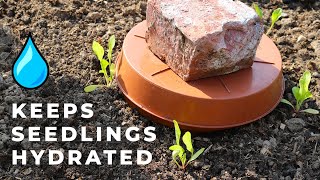 Ollas for Healthy Seedlings During Drought ancient gardening technique [upl. by Nolie]