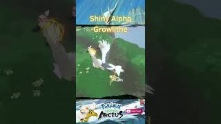 SHINY ALPHA GROWLITHE shorts shinypokemonhunter pokemonlegendsarceus shinypokemon pokemon [upl. by Nitniuq611]