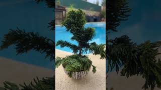 Hinoki Cypress bonsai experiment [upl. by Emee]