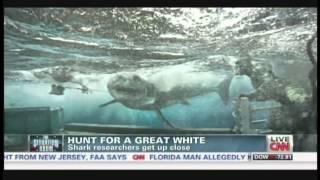 Hunt for a Great White Shark researchers get up close August 9 2013 [upl. by Eleira]