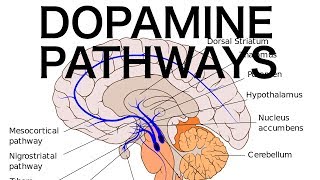 Dopamine Pathways Antipsychotics and EPS [upl. by Terryn]