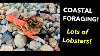 COASTAL FORAGING  Lots Of LOBSTERS  Cooking Lobster and Seaweed on the Beach [upl. by Chelton]