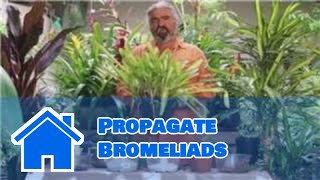 Gardening Help  How to Propagate Bromeliads [upl. by Benedict]