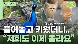 동물원이 공작을 풀어놓으면 생기는 일 🦚ㅣ웰컴투네이처ㅣEP5 [upl. by Lasala579]