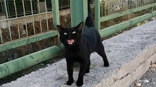 Black cat meowing with a timid voice is very hungry [upl. by Dilaw]