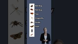 Insects Vocabulary P2 English Stories [upl. by Jung]