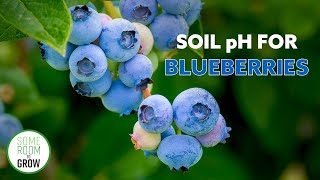 Planting BLUEBERRY Bushes  How To Lower Soil pH [upl. by Leiva109]