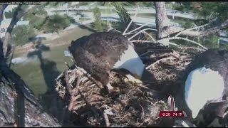 SWFL Eagle Cam [upl. by Nahgen]