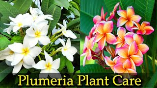 How to Grow and Care Plumeria plant  Champa  Gul cheen [upl. by Drofniw]