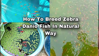 How to Breed Zebra Danio Fish  Breeding Farm Of Glow Danios [upl. by Ahsiena]