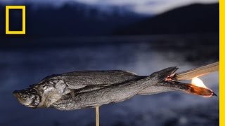 Watch a Fish Transform From Animal to Candle  National Geographic [upl. by Nwadal322]