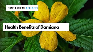 Health benefits of damiana [upl. by Enelyad873]