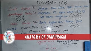 Diaphragm  AnatomyFunctionOriginOpeningsInnervationBlood supply  Made simple [upl. by Sirenay395]