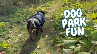 This Mini Dachshunds Incredible Adventure at the Dog Park [upl. by Blair]