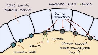 How does Dapagliflozin work Understanding SGLT2 inhibitors [upl. by Yeclek]