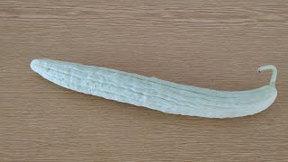 Yard Long Cucumber is actually a Muskmelon Cucumis melo var flexuosus [upl. by Kenyon]