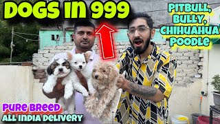 Cheapest Dogs Market In Delhi NCR  Bulldog Husky Pitbull Shitzu  Dogs in 999  Dinesh Pets [upl. by Gabler356]