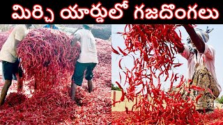 గుంటూరు మిర్చి యార్డులో ఘోరం  Guntur Mirchi Yard Scam  Chilli Exports  Guntur Mirchi Rate [upl. by O'Donoghue]