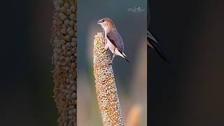 Indian Silverbill Shorts shortsindia nature wildlifephotography wildlife [upl. by Kovacs]