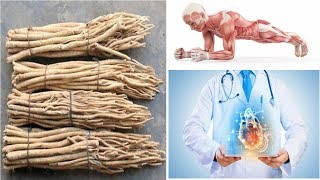 The Extraordinary Benefits of Astragalus Root The Ancient Herb of Longevity and Strength [upl. by Oicor]