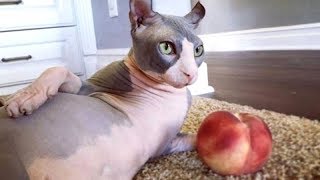 NAKED CATS are way FUNNIER THAN FURRY CATS  Funny HAIRLESS CATS compilation [upl. by Anigriv]