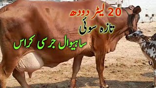 Heavey Sahiwal jersi cross Heavey milk 20 liter tow tim but Low rate for sale by buttr dairy saystem [upl. by Elle]