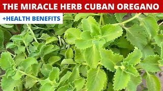 The Miracle Herb  Cuban Oregano  Plectranthus Amboinicus  Health Benefits   Propagation [upl. by Amoakuh]