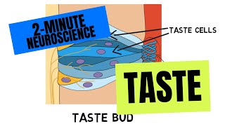 2Minute Neuroscience Taste [upl. by Salter]