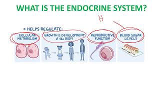 Function of the Endocrine System [upl. by Philemon483]