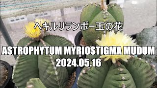 ヘキルリランポー玉の花 Astrophytum myriostigma mudum 2024 05 16 [upl. by Nidya]