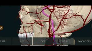 ANATOMY Tutorial  External Carotid Artery Branches [upl. by Truitt]