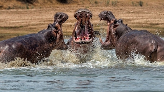 The Incredible Fight Between Male Hippos Over Territory  Wildlife Documentary [upl. by Lala302]