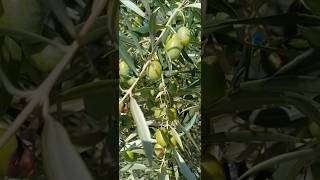 Las mejores aceitunas de la Comarca [upl. by Ilka]