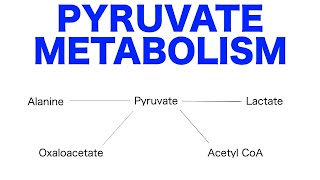 Pyruvate Pathways amp Metabolism [upl. by Mayyahk]