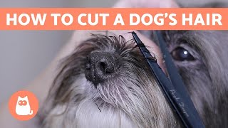 How to Cut a Dogs Hair 🐶 BASIC GROOMING Tutorial [upl. by Ryun553]