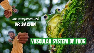 vascular system of frog  knowledge vlogger  class 11  heart and portal system of frog [upl. by Wieche]