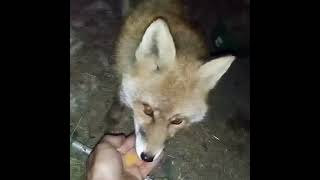 2073 How to teach a wild fox does not afraid a hands WildRedFox animals shorts [upl. by Nerty40]