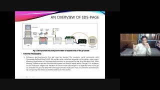 Sodium Dodecy Sulfate Polyacrylamide Gel Electrophoresis SDS PAGE in Urdu [upl. by Painter135]