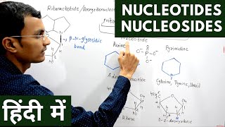 Nucleotides and Nucleosides in Hindi [upl. by Adnawad]